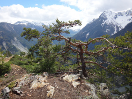 Un arbre face à des sommets enneigés