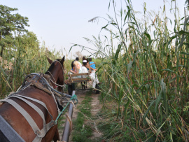 Un cheval et une voiture dans un champ de hautes herbes