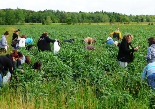 Des personnes cueillent l'edamame dans un champ