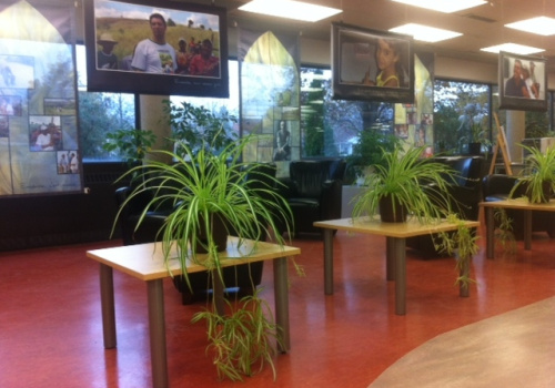 Photos suspendues et plantes vertes à la bibliothèque du cégep TR