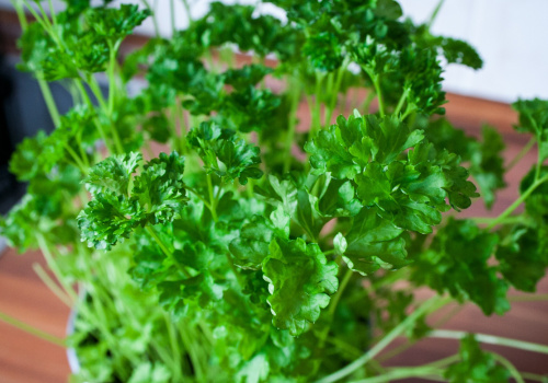 Vente de fines herbes - Feuilles de persil