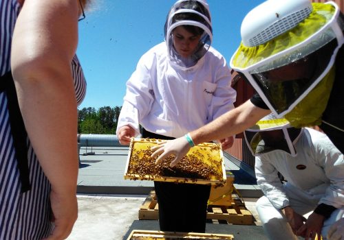 Deux apiculteurs ouvrent un compartiment d'une ruche d'abeilles