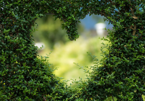 Coeur formé par du feuillage