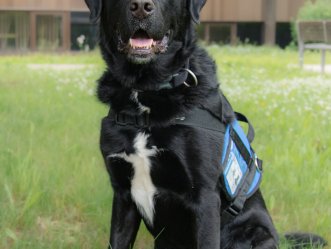 Newton, chien d’établissement du Cégep de Trois-Rivières   